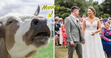 Cheeky Cow Objects Loudly to a Couple Getting Married in Hilarious Wedding Footage