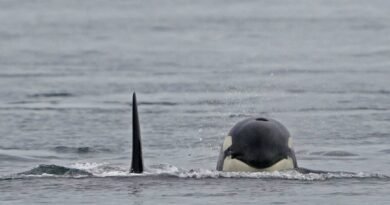 Stranded Orca Dies, Now There’s an Effort to Save Calf, BC Marine Group