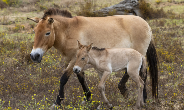 Hundreds of Dead Horses Found at NSW Property