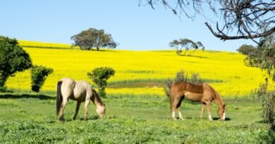 Government Probes Brumby Rehoming on Illegal Knackery Claims