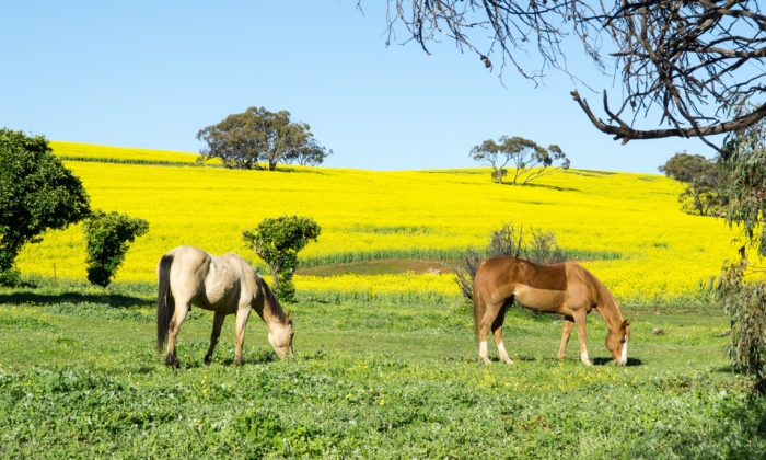 Government Probes Brumby Rehoming on Illegal Knackery Claims