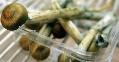 Police Probe Mushroom Link After Health Retreat Death