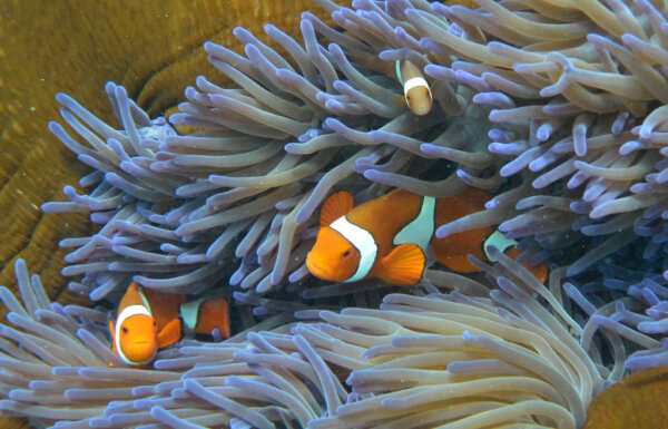 Queensland Government Adds 140 Islands to Great Barrier Reef