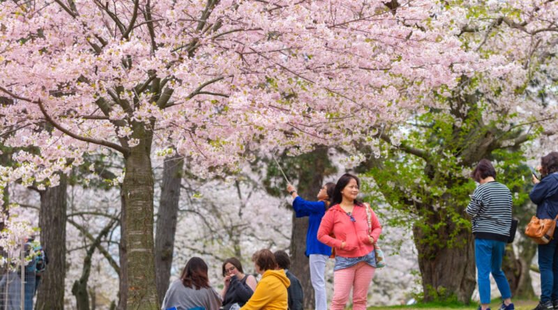 Toronto’s Magical Cherry Blossom Season Should Reach Full Bloom Next Week
