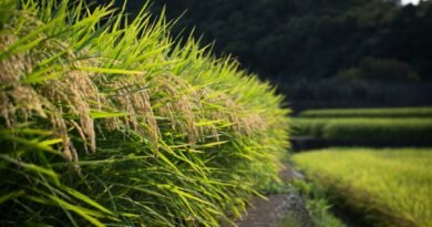 NSW to Allow Rice Producers Direct Access to Overseas Markets