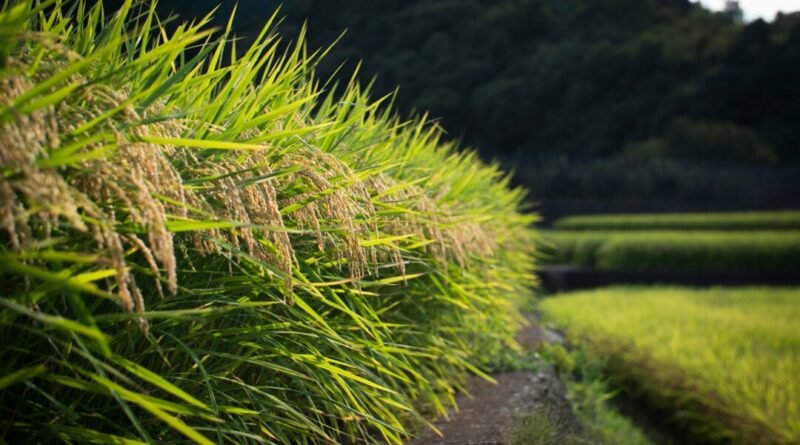 NSW to Allow Rice Producers Direct Access to Overseas Markets