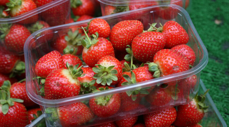 ‘Forever Chemicals’ Present in 95 Percent of Strawberries