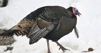 Wild Turkey Breaks Into Quebec Long-Term Care Home, No Injuries Reported