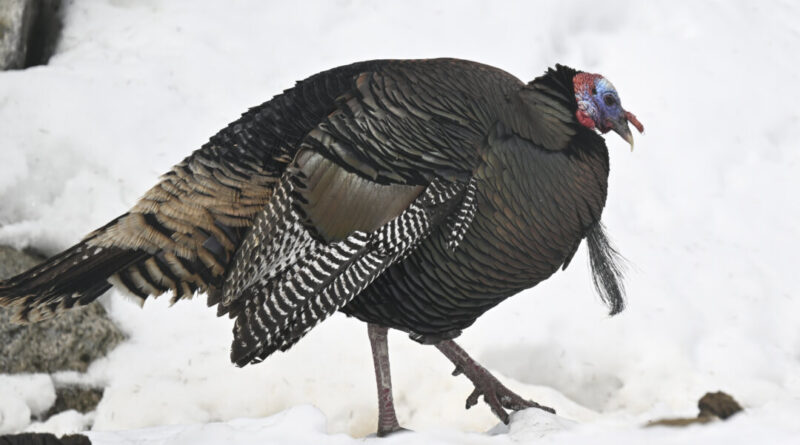 Wild Turkey Breaks Into Quebec Long-Term Care Home, No Injuries Reported