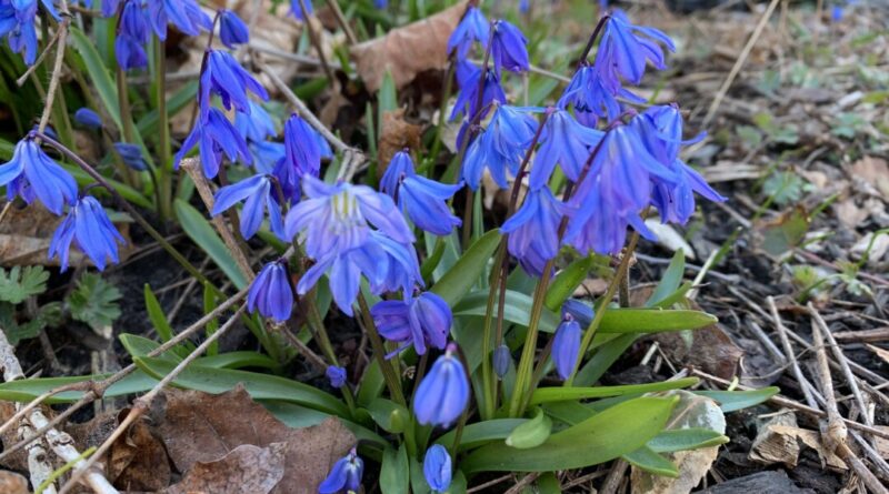 ‘Highly Toxic’ Siberian Squill Invading Toronto’s Natural Areas