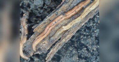 Predatory Toxic Worms Spotted in Ontario, Harmful to Pets, Children