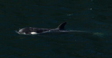 Killer Whale Calf Trapped in BC Swims out of Lagoon on Her Own