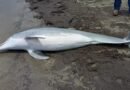 Multiple Bullets Lodged in Body of Dolphin Found Shot Dead on Beach in US