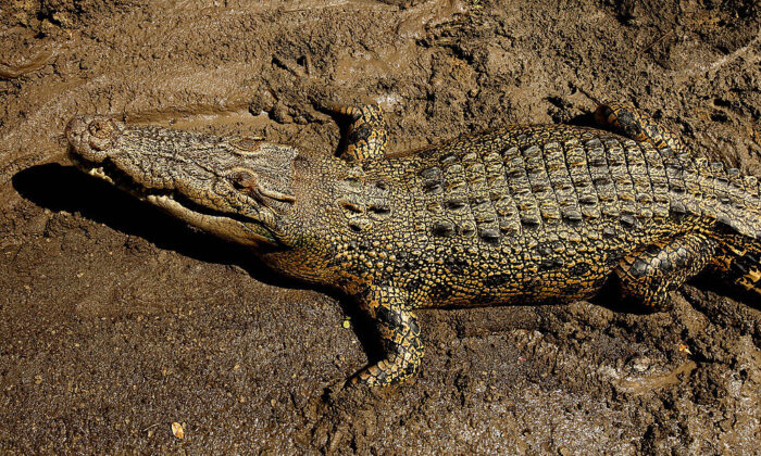 Huge Crocodile Captured but Not the One Rangers Targeted