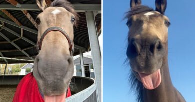 VIDEO: Goofy Horse Sticks His Tongue Out When He Wants to Play—His Antics Are Fun to Watch