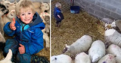 3-Year-Old ‘Shepherd’ Sees Newborn Twin Lambs in the Shed—What He Does Next Goes Viral: VIDEO
