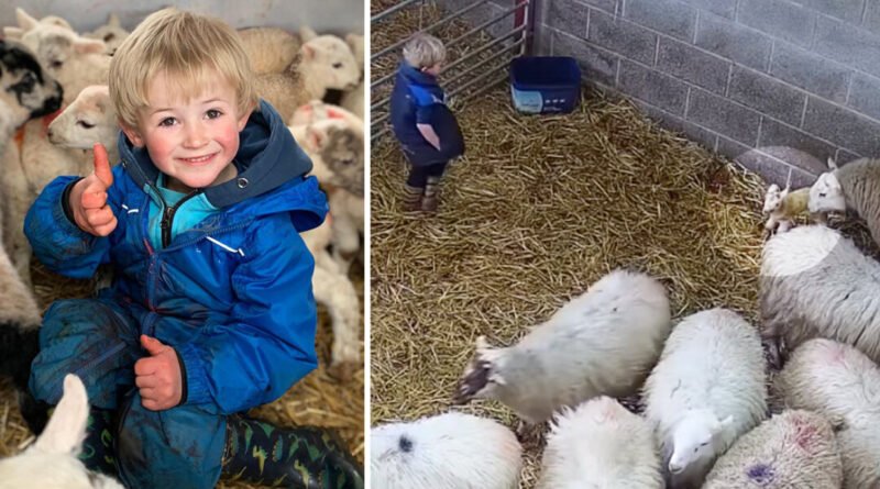 3-Year-Old ‘Shepherd’ Sees Newborn Twin Lambs in the Shed—What He Does Next Goes Viral: VIDEO