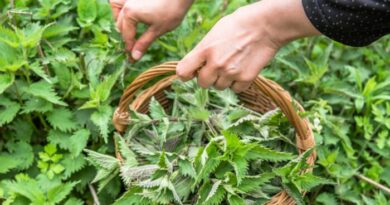 From Elf Shots to Superfood: The Journey of the Humble Nettle