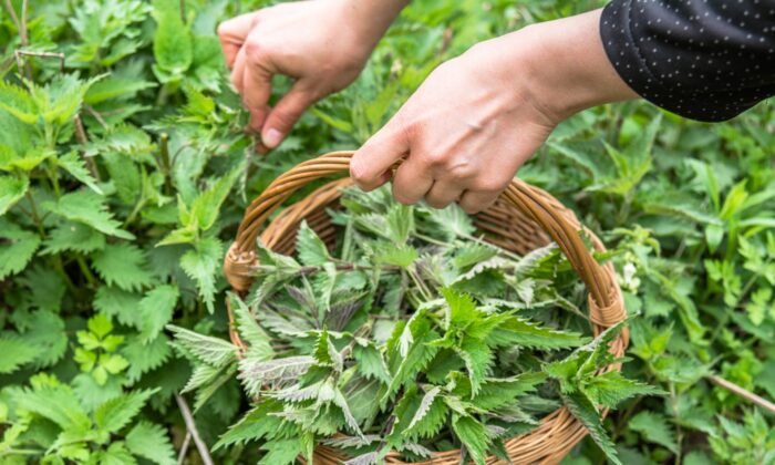 From Elf Shots to Superfood: The Journey of the Humble Nettle