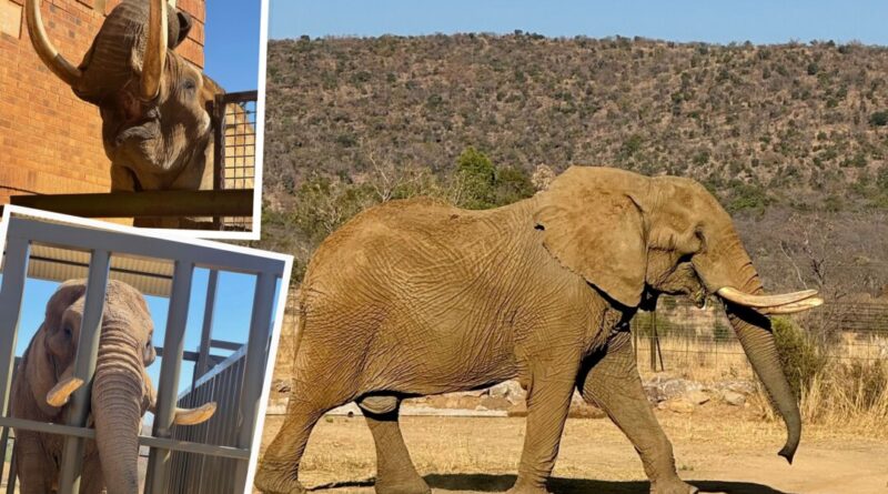 After 40 Years of Performing in a Circus and Being Trapped in a Zoo, Duma the Elephant Is Finally Free
