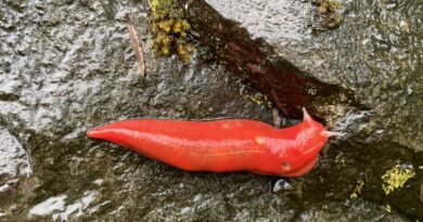 Kaputar carnivorous snail. (Adam Fawcett/NSW National Parks and Wildlife Service)