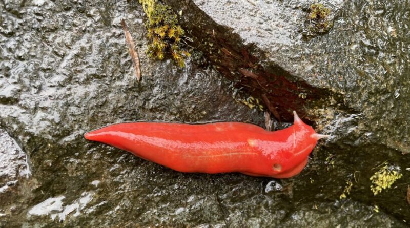 Kaputar carnivorous snail. (Adam Fawcett/NSW National Parks and Wildlife Service)