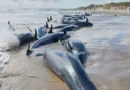 More Than 150 False Killer Whales Stranded on Tasmanian Beach; 90 to Be Euthanized to Alleviate Suffering – One America News Network